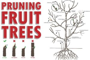 pruning, fruit, tree, 
