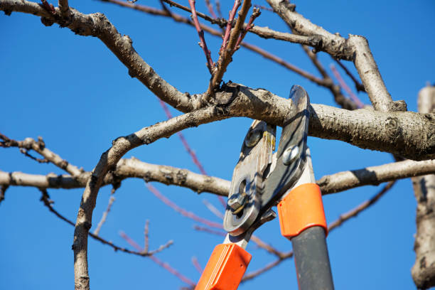 pruning, tree